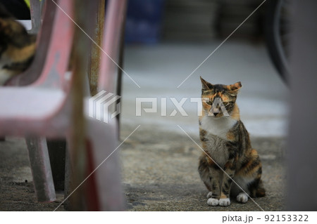 calico cat in evening and sit on the floor calico cat in evening and sit on the floor 92153322