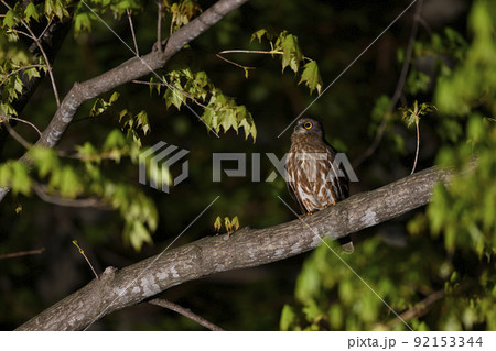 アオバズク⑧（北海道） 92153344