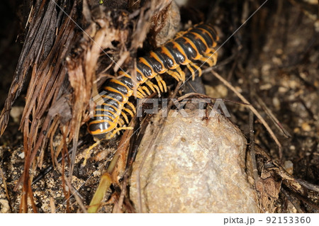 生き物　節足動物　ヤットコアマビコヤスデ、森の掃除屋さん。体長五センチ程で派手に見える色は保護色？ 92153360