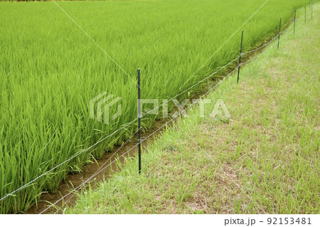 水田脇に設置した害獣予防の電気柵 92153481