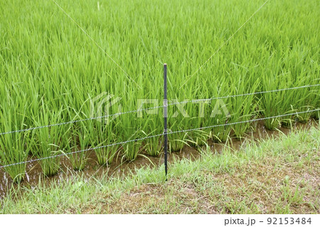 水田脇に設置した害獣予防の電気柵 水田脇に設置した害獣予防の電気柵 92153484