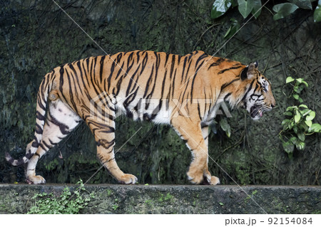 Close up Indochinese tiger is beautiful animal and dangerous in forest Close up Indochinese tiger is beautiful animal and dangerous in forest 92154084