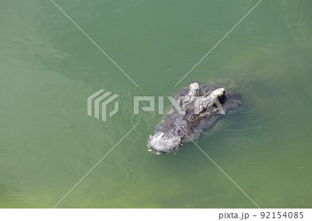 Close up big head crocodile is show head in river 92154085