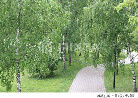 Curved sidewalk, path, path among birches in the city park. Neighborhood landscapes. 92154669
