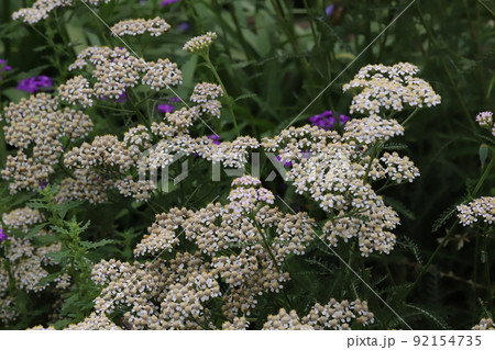 初夏の日本の公園に咲く白いノコギリソウの花 初夏の日本の公園に咲く白いノコギリソウの花 92154735