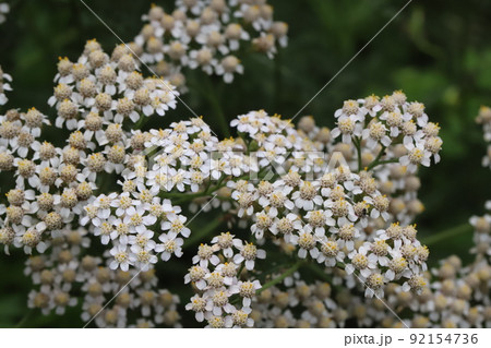 初夏の日本の公園に咲く白いノコギリソウの花 初夏の日本の公園に咲く白いノコギリソウの花 92154736