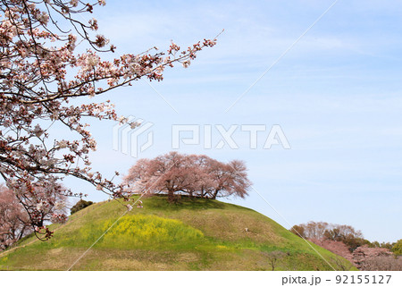 丸墓山古墳　桜と菜の花 92155127