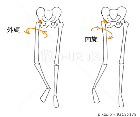 股関節の運動イラスト 内旋 外旋 股関節の運動イラスト 内旋 外旋 92155178
