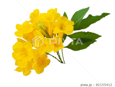 Tecoma stans flower isolated on hite background Tecoma stans flower isolated on hite background 92155412
