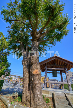 東京都葛飾区柴又の石照山 真勝院の大イチョウ(区指定保存樹木) 92155683