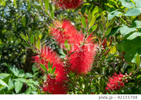 ブラシノキ ブラシの木 ブラシの木の花 ブラシノキ ブラシの木 ブラシの木の花 92155708