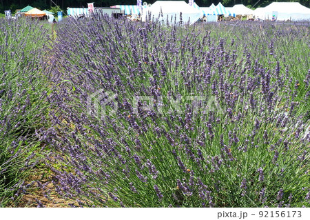 千年の苑ラベンダー園、紫色のラベンダー群生【埼玉県嵐山町】 千年の苑ラベンダー園、紫色のラベンダー群生【埼玉県嵐山町】 92156173