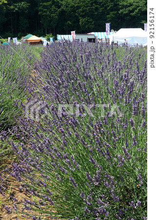 千年の苑ラベンダー園、紫色のラベンダーが群生【埼玉県嵐山町】 92156174