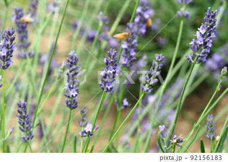 千年の苑ラベンダー園、紫色のラベンダーのアップ【埼玉県嵐山町】 92156183