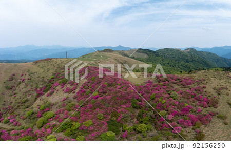大川嶺のツツジ（愛媛県久万高原町） 92156250