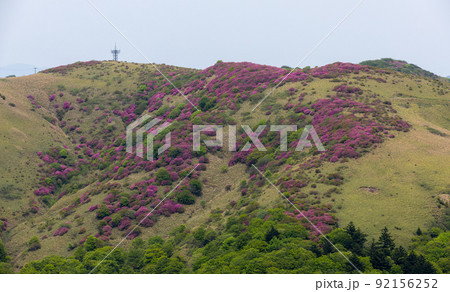 大川嶺のツツジ（愛媛県久万高原町） 92156252