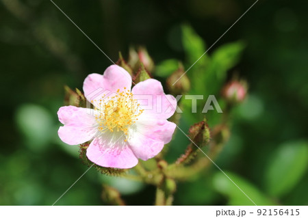 ツクシイバラ（筑紫茨）今年も綺麗に咲きました！ 92156415