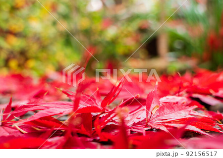 小江戸川越の秋　紅葉の中院　赤い落ち葉の絨毯 92156517