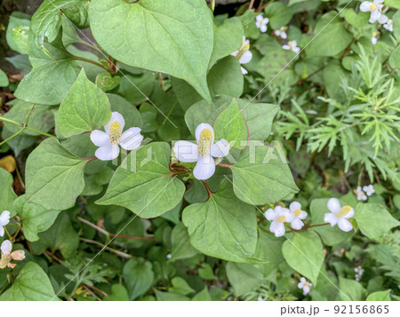 ドクダミの花 92156865