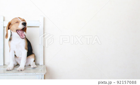 あくびするビーグル犬 あくびするビーグル犬 92157088