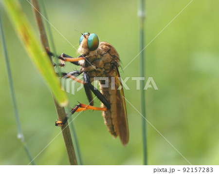 仮面ライダー？（枝にとまったアオメアブ） 92157283