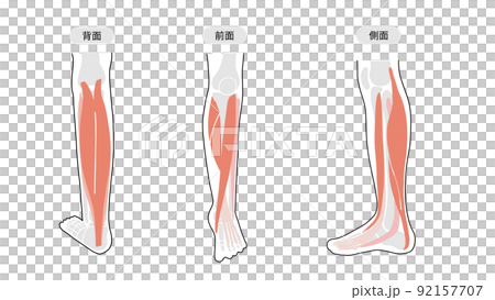 ふくらはぎやひざ下・すねなど下肢の筋肉のイメージイラスト 92157707