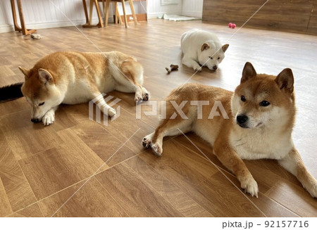 フセしている柴犬 フセしている柴犬 92157716