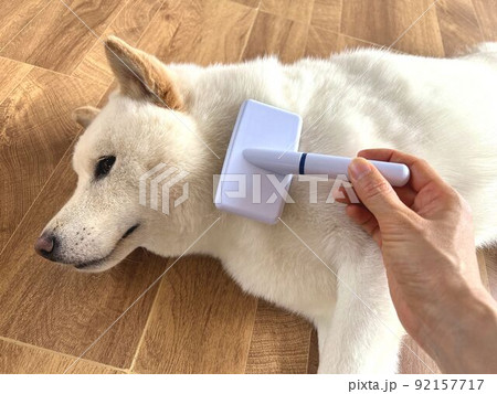 ブラッシングされている柴犬 ブラッシングされている柴犬 92157717