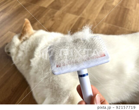 ブラッシングされている柴犬 92157719