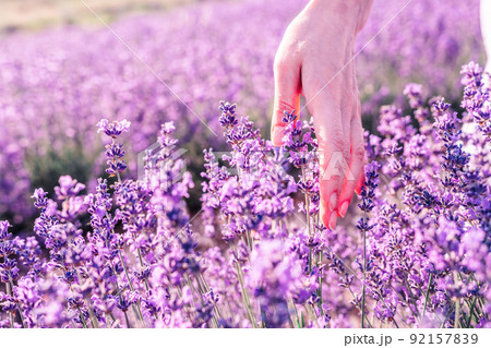 Close up on hand of happy young woman in white dress on blooming fragrant lavender fields with endless rows. Warm sunset light. Bushes of lavender purple aromatic flowers on lavender fields. 92157839