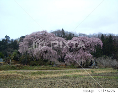 群馬県富岡市妙義町菅原のシダレザクラ 群馬県富岡市妙義町菅原のシダレザクラ 92158273