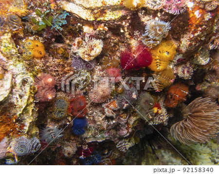 イバラカンザシ イバラカンザシ 92158340