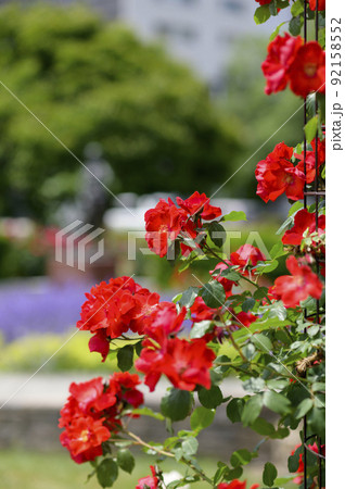 満開のバラ園（つるバラのトレリス仕立て） 92158552