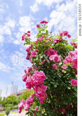 満開のバラ園（つるバラのオベリスク仕立て） 92158554