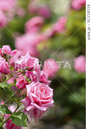 満開のバラ園 92158558