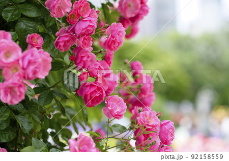 満開のバラ園 92158559