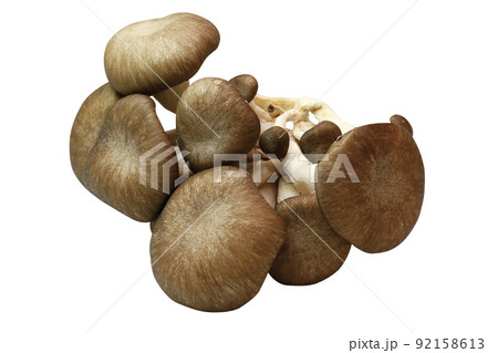 ヒラタケ_10(パス付) ヒラタケ_10(パス付) 92158613