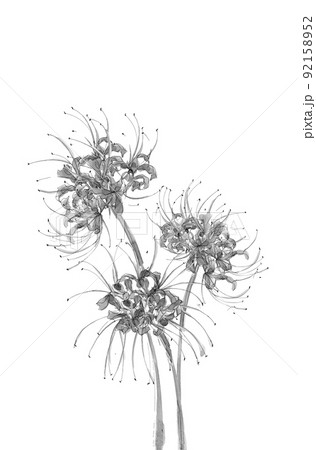 曼珠沙華（ヒガンバナ）モノトーン 素材【水墨画風水彩画】白バック