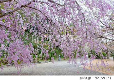 打吹公園の桜景色（倉吉市） 92159173