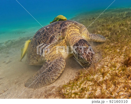 Adult green sea turtle, Chelonia mydas, Marsa Alam Egypt 92160310