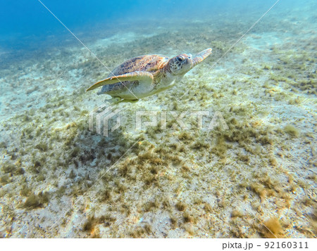Adult green sea turtle, Chelonia mydas, swim in Marsa Alam Egypt Adult green sea turtle, Chelonia mydas, swim in Marsa Alam Egypt 92160311