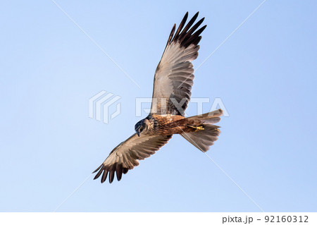 Marsh Harrier, Circus aeruginosus, Birds of prey, Europe Wildlife Marsh Harrier, Circus aeruginosus, Birds of prey, Europe Wildlife 92160312