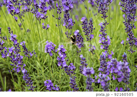 北海道の美しいラベンダーの花 92160505