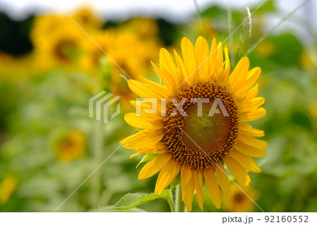 ひまわり 92160552