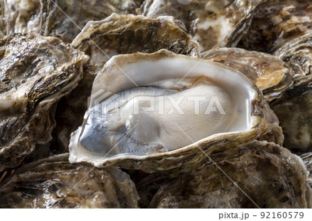 新鮮で美味しい牡蠣 新鮮で美味しい牡蠣 92160579