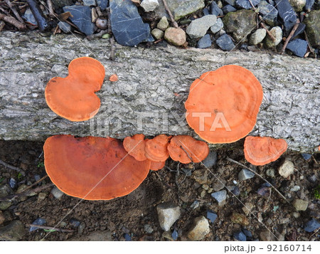 ヒイロタケ（緋色茸） 92160714