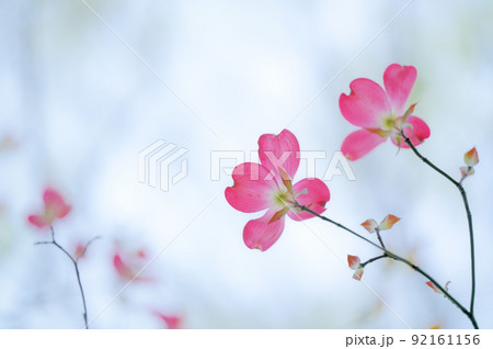 満開のハナミズキ 92161156