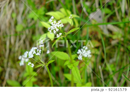 土手に咲くツルカノコソウの花　【相模原市津久井　4月】 92161579