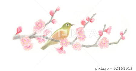 パステル画：メジロと桜のイラスト素材 [92161912] - PIXTA