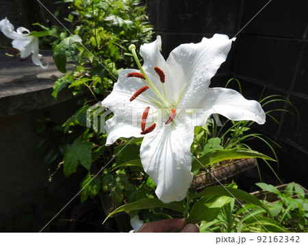大きな「カサブランカ」の花 大きな「カサブランカ」の花 92162342